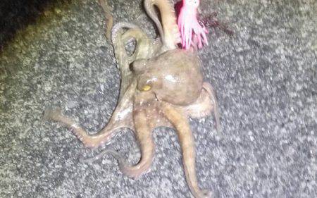 雨の中釣行、太刀魚、アオリイカ、コウイカ、メバル、タコ